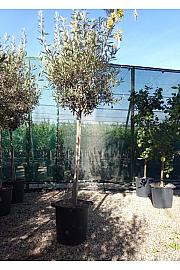 Olea europea Ø35 145-165 cm; Na steblu 100 cm