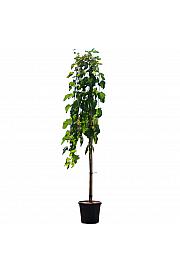 Morus alba Pendula C10 Lit. Na steblu 120 cm, 1 leto