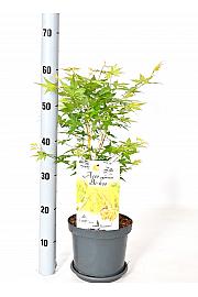Acer palmatum Bi-Hoo C3 Lit. 30-40 cm