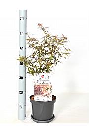 Acer palmatum Jerre Schwartz C3 Lit. 30-40 cm