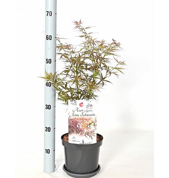 Acer palmatum Jerre Schwartz C3 Lit. 30-40 cm