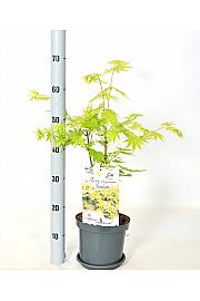 Acer shirasawanum Jordan C3 Lit. 30-40 cm