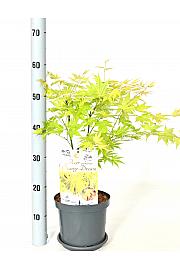 Acer palmatum Orange Dream C3 Lit. 30-40 cm