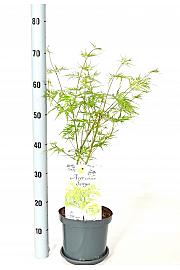 Acer palmatum Seiryu C3 Lit. 30-40 cm