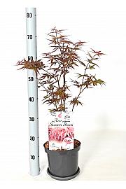 Acer palmatum Skeeters Broom C3 Lit. 30-40 cm