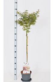 Acer palmatum Jerre Schwartz C3 Lit. Na steblu 60 cm