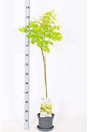 Acer shirasawanum Jordan C3 Lit. Na steblu 60 cm