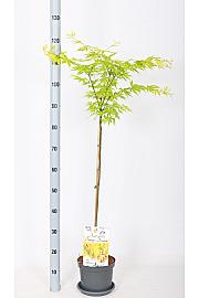 Acer palmatum Orange Dream C3 Lit. Na steblu 60 cm