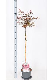 Acer palmatum Shaina C3 Lit. Na steblu 60 cm