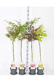 Acer palmatum MIX C3 Lit. Na steblu 60 cm