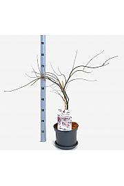 Acer palmatum Fire cracker C5 Lit. 40-50 cm