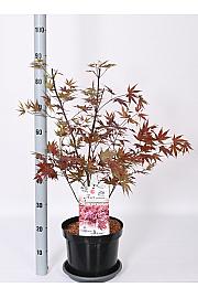 Acer palmatum Atropurpureum C7,5 Lit. 50-60 cm