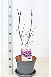 Acer palmatum Bloodgood C7,5 Lit. 50-60 cm