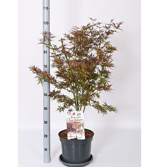 Acer palmatum Jerre Schwartz C7,5 Lit. 50-60 cm