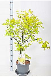 Acer palmatum Orange Dream C7,5 Lit. 50-60 cm
