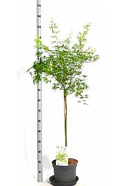 Acer palmatum Seiryu C7,5 Lit. Na steblu 80 cm