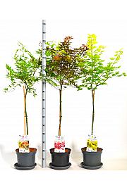 Acer palmatum MIX C7,5 Lit. Na steblu 80 cm