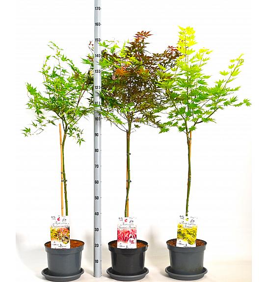 Acer palmatum MIX C7,5 Lit. Na steblu 80 cm