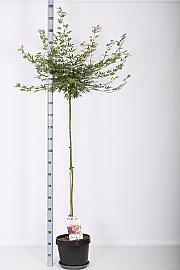 Acer palmatum Jerre Schwartz C12 Lit. Na steblu 120 cm