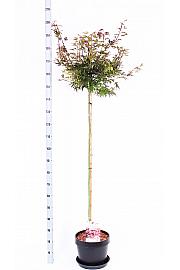 Acer palmatum Shaina C12 Lit. Na steblu 120 cm