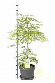 Acer palmatum Dissectum C15 Lit. 60-80 cm