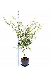 Acer palmatum Oridono Nishiki C15 Lit. 60-80 cm