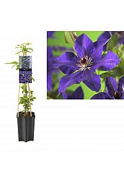 Clematis hybrid The President C1,5 Lit. 20-30 cm
