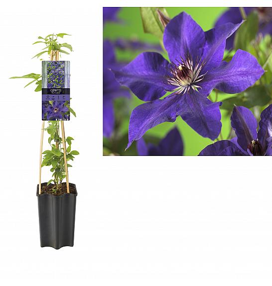Clematis hybrid The President C1,5 Lit. 20-30 cm