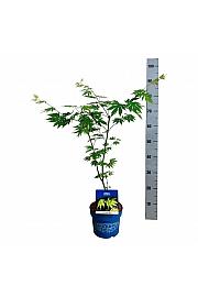 Acer pseudosieboldianum Arctic Jade® C3 Lit. 40-50 cm