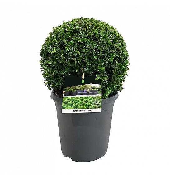 Buxus sempervirens C8,5 Lit. 30-35 cm; Krogla