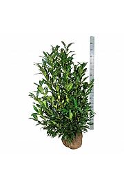 Prunus laurocerasus Herbergii bala 100-125 cm