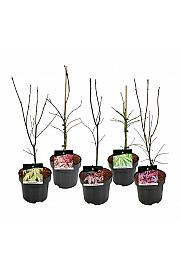Acer palmatum Mix C5 Lit. 50-60 cm