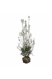 Ligustrum vulgaris Atrovirens bala 150-175 cm
