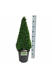 Buxus sempervirens C8,5 Lit. 60-70 cm; Piramida