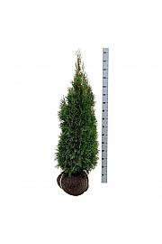 Thuja occidentalis Smaragd bala 120-140 cm extra