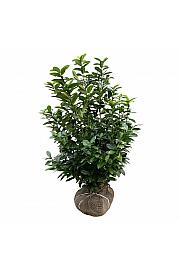 Prunus laurocerasus Kleopatra bala 100-125 cm extra