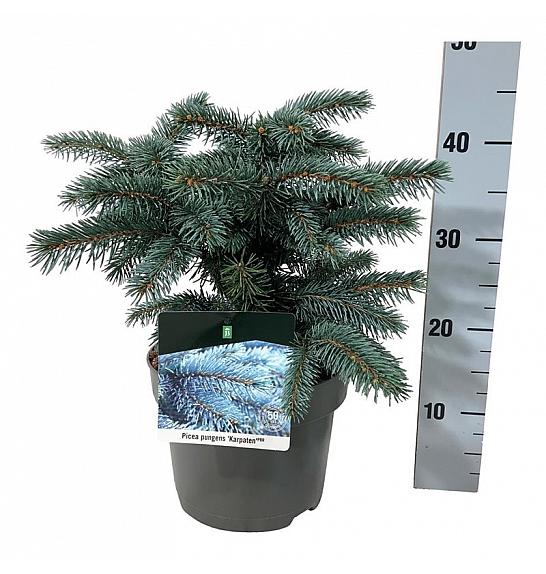Picea pungens Karpaten C5 Lit. 25-30 cm