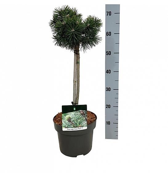 Pinus mugo Green Pearl C5 Lit. Na steblu 40 cm