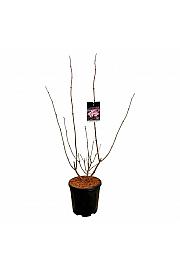 Sambucus nigra Black Lace C15 Lit. 80-100 cm