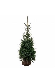 Picea omorika bala 125-150 cm extra