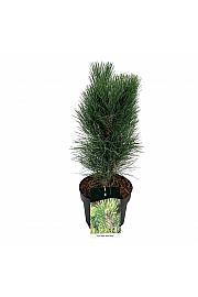 Pinus nigra Green Tower C7,5 Lit. 40-50 cm