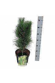 Pinus nigra Green Tower C7,5 Lit. 40-50 cm