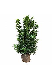 Prunus laurocerasus Kleopatra bala 125-150 cm extra