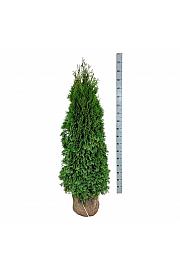 Thuja occidentalis Smaragd bala 140-160 cm extra