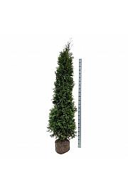 Thuja occidentalis King of Brabant PBR bala 200-225 cm extra
