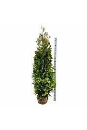 Thuja occidentalis Golden Brabant PBR bala 200-225 cm extra