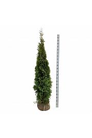 Thuja occidentalis Smaragd bala 200-225 cm