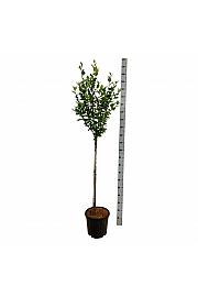 Hibiscus syriacus Woodbridge C15 Lit. Na steblu 90 cm