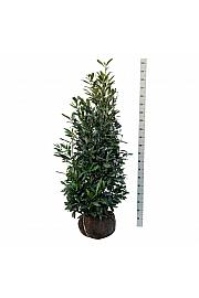 Prunus laurocerasus Herbergii bala 150-175 cm extra