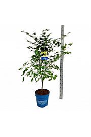 Acer pseudosieboldianum Arctic Jade® C15 Lit. 125-150 cm